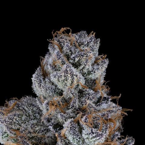 FLOS Cannabis | Bling Blaow | 14g Pre-packaged Flower