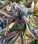 Cannabicare - Guava Cake - Flower