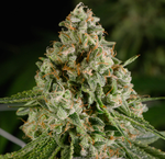 Rythm Flower 3.5g- Durban Z