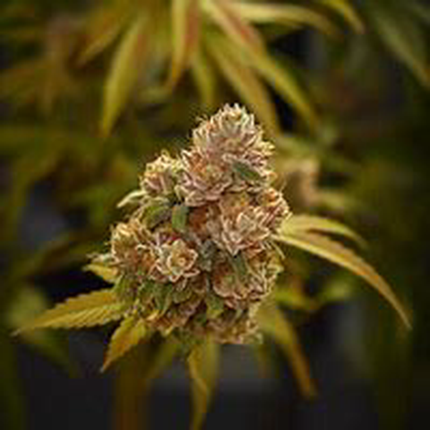 Watermelon Kush Flower 3.5g