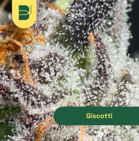 Giscotti - The Botanist - Flower - 3.5g