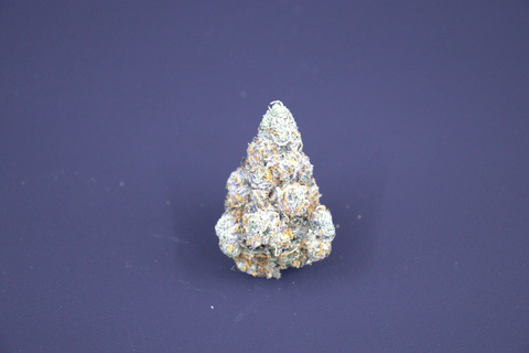 SHIFT - FIRST CLASS FUNK - BULK GOLD TIER BUD