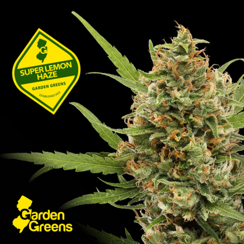 Garden Greens - Super Lemon Haze - Flower - 3.5g
