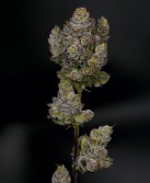 Blue Zushi - Yani - Flower