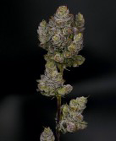 Blue Zushi 3.5g Flower
