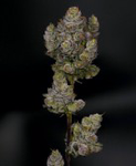 Blue Zushi - Yani - Flower