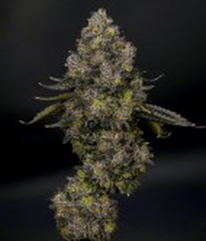 Mocha 3.5g Flower