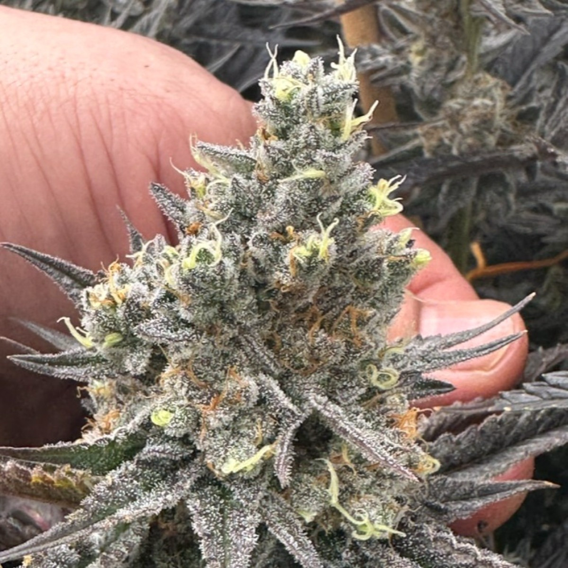 Prepack | 3.5g | Grape Balls of Fire #6
