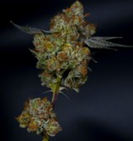 Ceviche 3.5g Flower