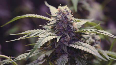 Milk & Cookies Flower 3.5g