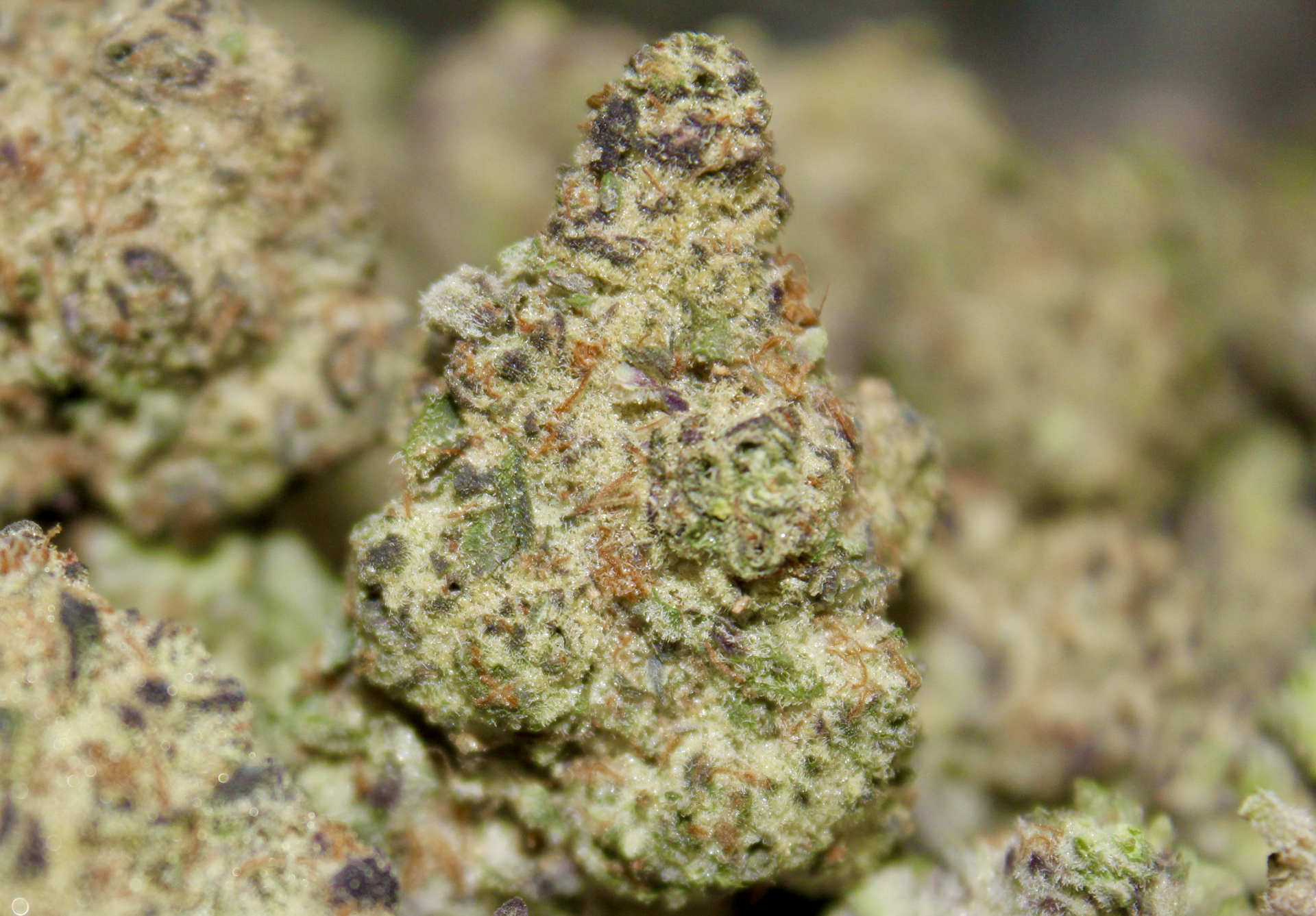 Black Velvet (H) - Bulk