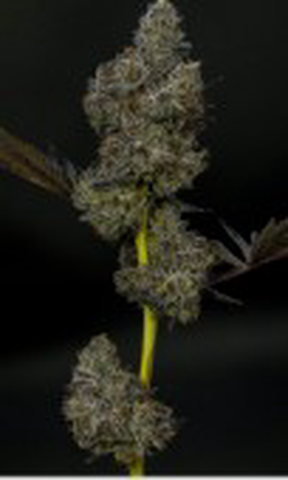 Street Tartz - Yani - Flower