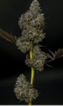 Street Tartz - Yani - Flower
