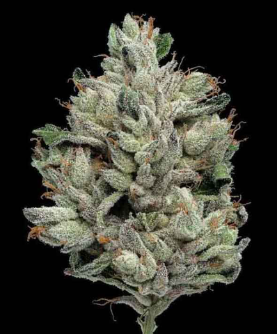 Green Dot Lemon Grinder Flower (Eighth)