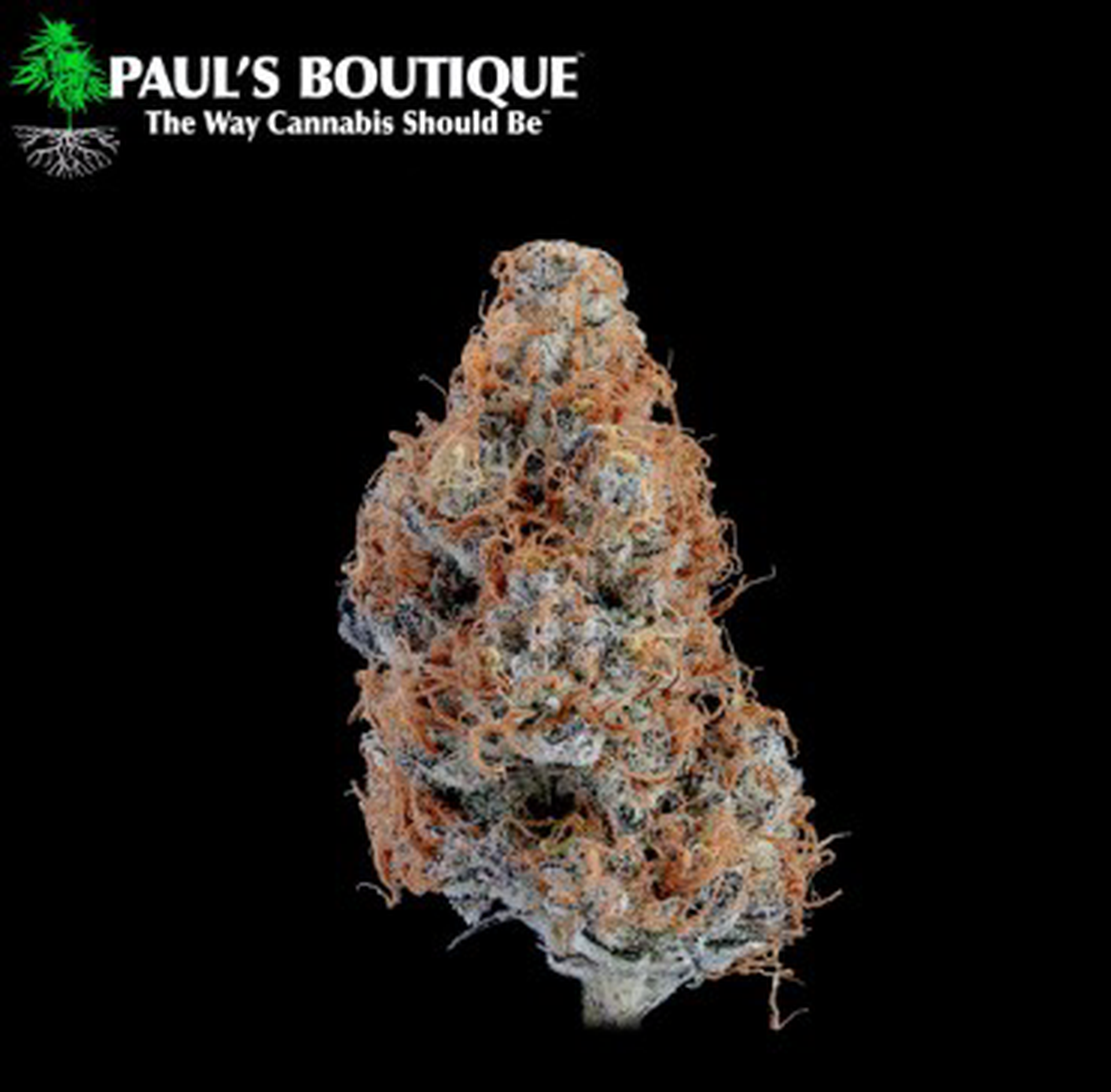 Dark Matter 3.5g Flower