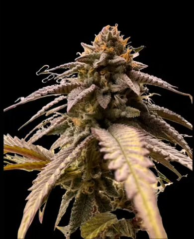 Florida Kush | Deli-Style
