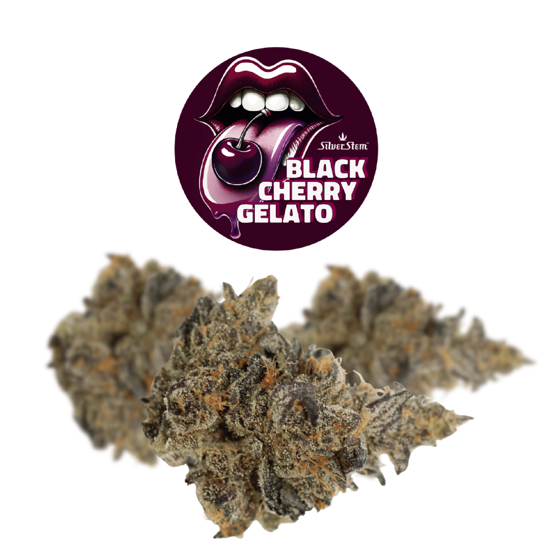 Black Cherry Gelato | Hybrid - | Bulk