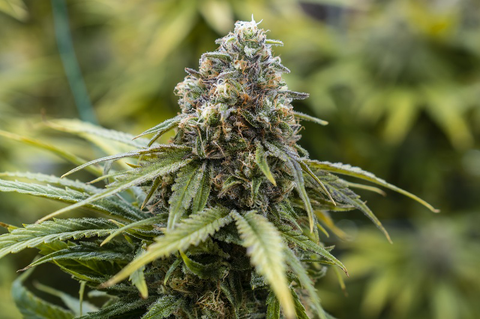 GRANT PHARMS - TANGILOPE - BULK BRONZE TIER BUD - MED - Bulk