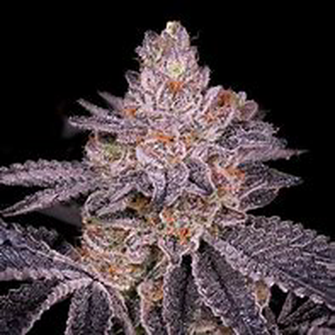 Slurricane Flower 3.5g
