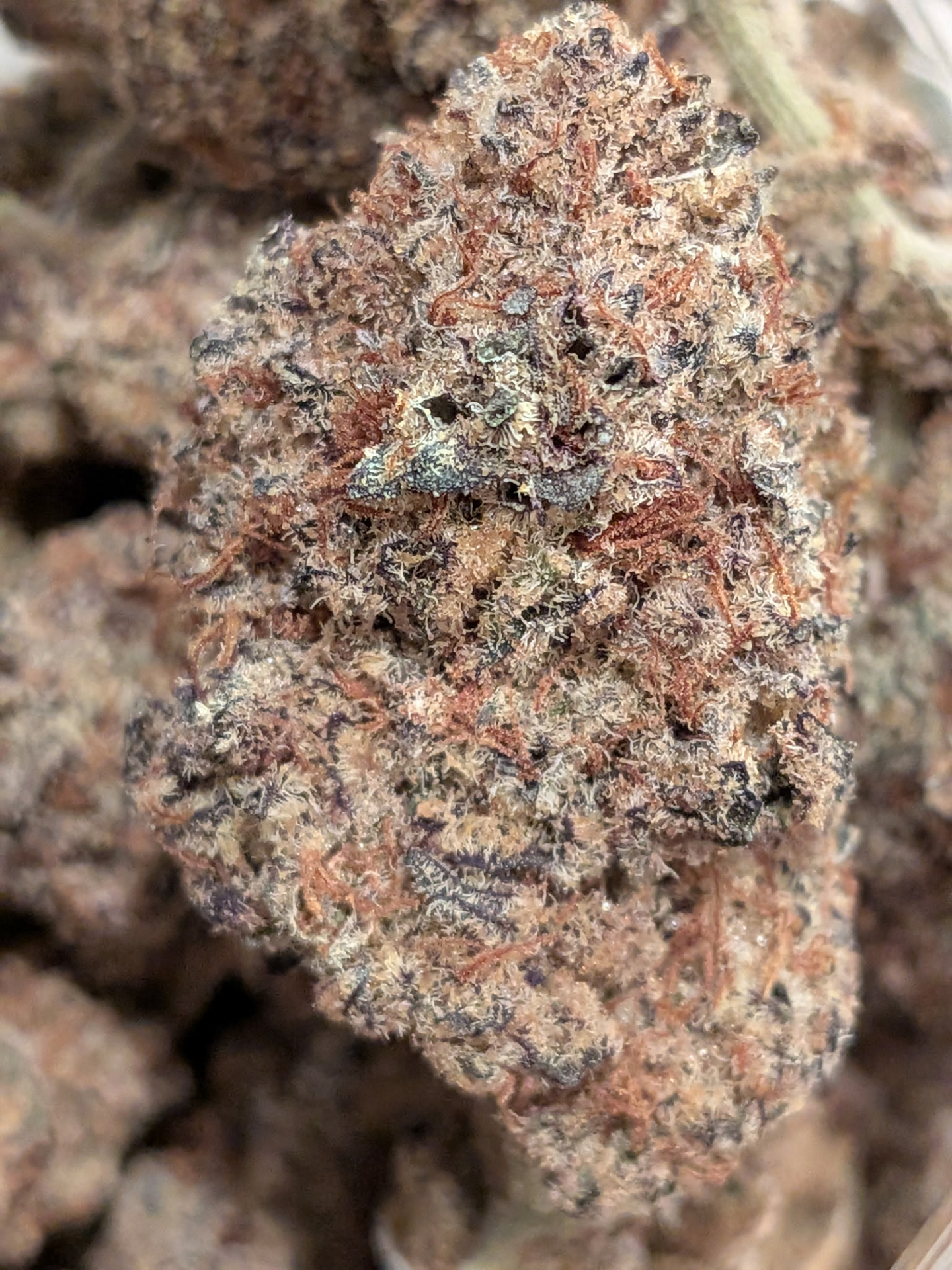 *DEAL* Pre-Weighed Headie oz | Tropicana Banana