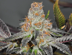 Rotation - Forum GSC - Flower