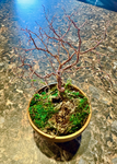 Vincent's - Copper Bonsai Tree