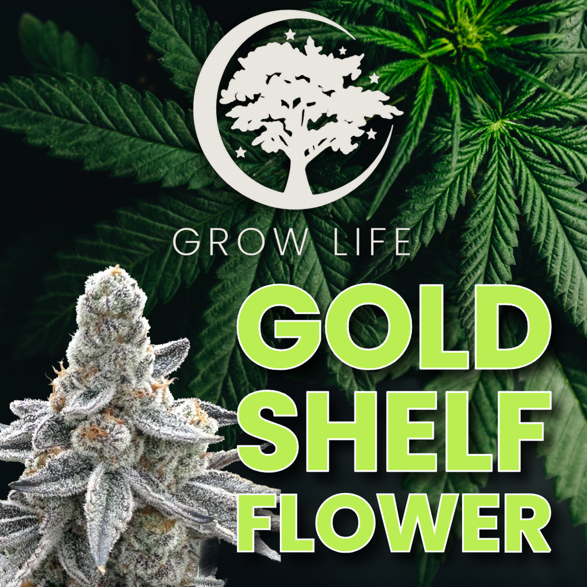 Topanga Canyon - Gold Shelf (REC) - 3.5g