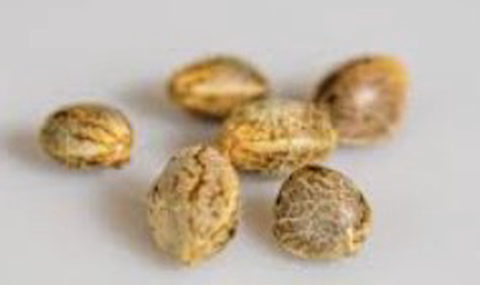 Kandyland Seeds 5 Pack