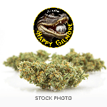 Happy Gilmore | Indica-Hybrid | Eighth