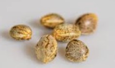 Seeds icon