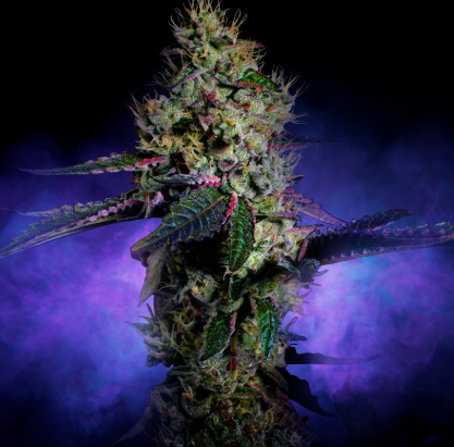 Brownie Scout 3.5g Flower