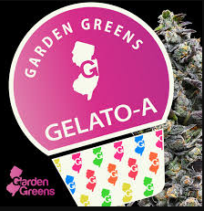 Gelato A 3.5g Flower
