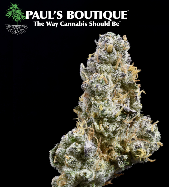 GMO - Paul's Boutique - Flower