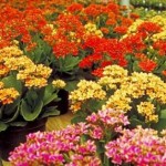 kalanchoe