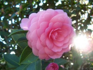 camelias