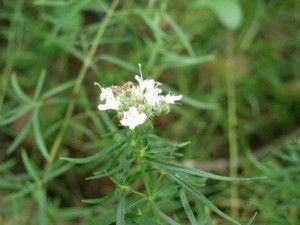 plantas-aromaticas-estragon