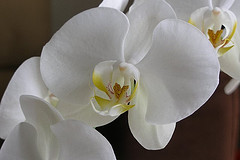 Orquídeas. Cuidados de orquídeas en casa. Compra online.
