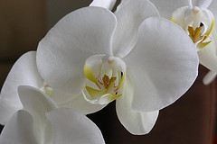 orquidea blanca