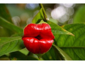 Foto de una flor con forma de beso