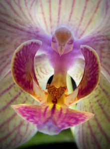 Flor con forma de pájaro colibrí