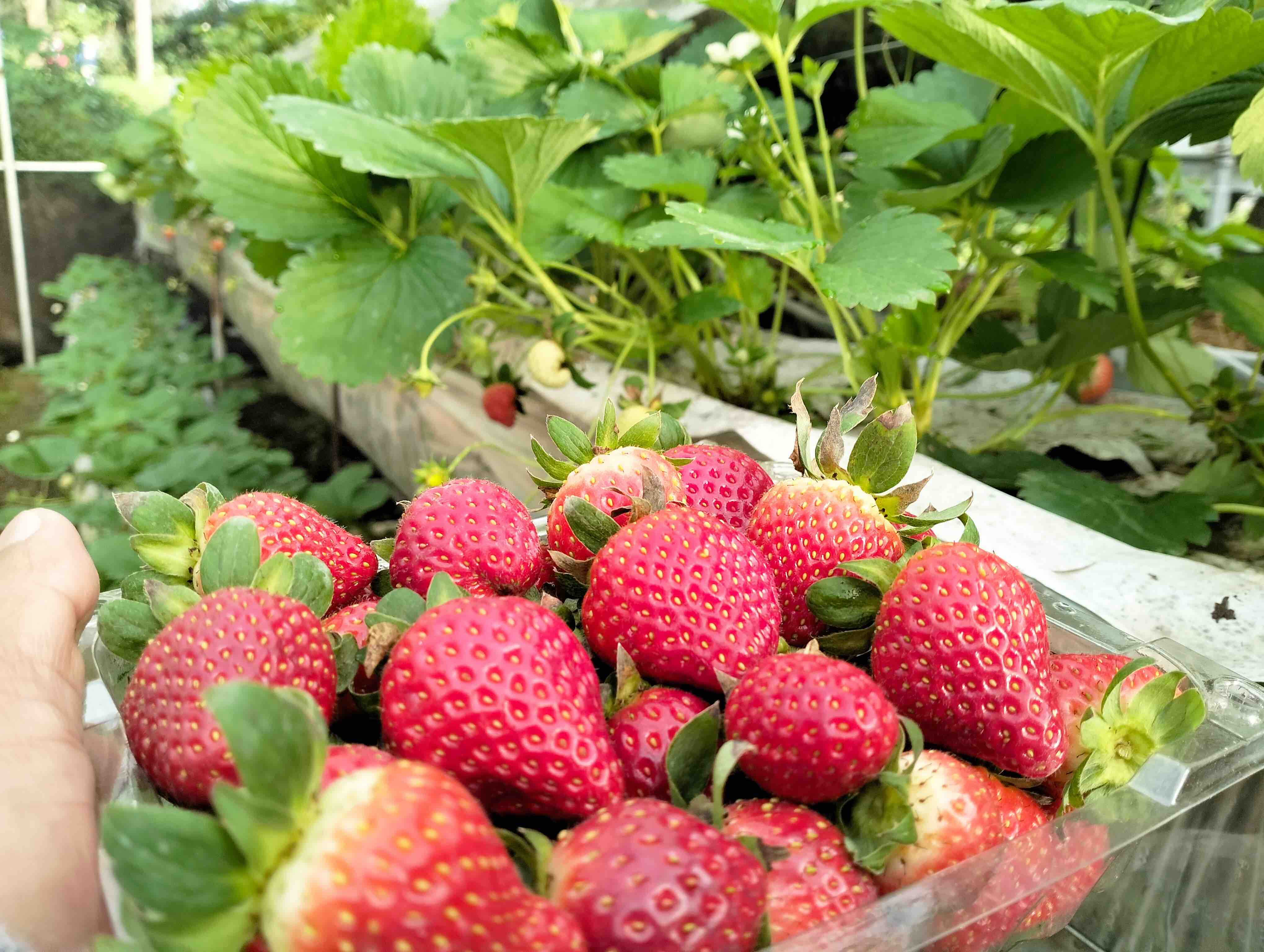 Strawberries harvested from Dontog Technofarms hydroponic setup.jpg
