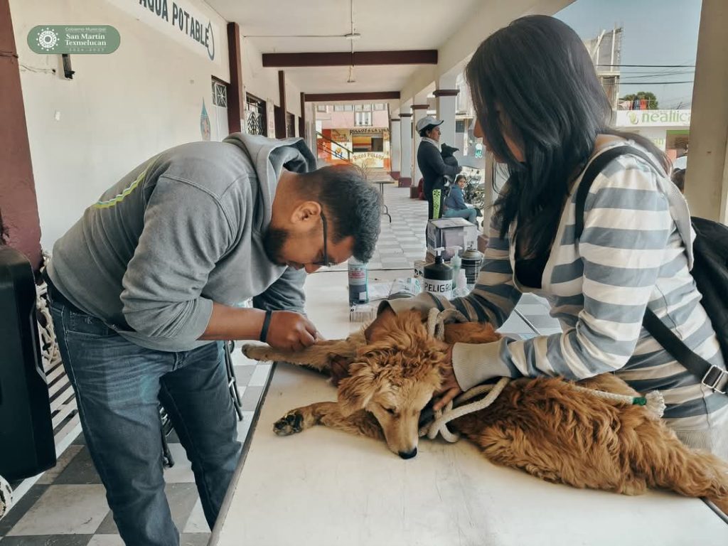 Gobierno Municipal de Texmelucan trabaja por el bienestar de los seres sintientes.