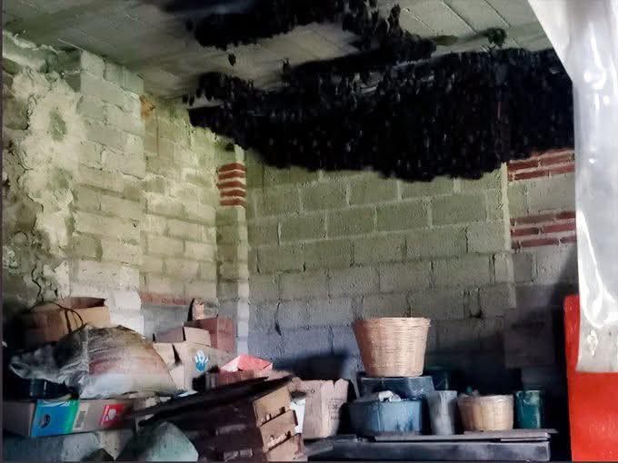 Supervisa Profepa colonia de murciélagos en Nativitas
