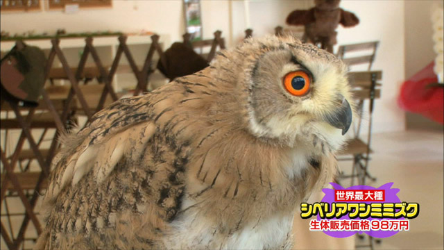 シベリアワシミミズク生体販売価格98万円