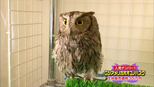 ニシアメリカオオコノハズク生体販売価格35万円