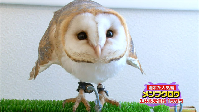 メンフクロウ生体販売価格15万円