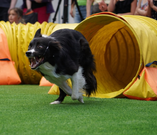 So You Think You Want a Border Collie. – McCann Professional Dog Trainers