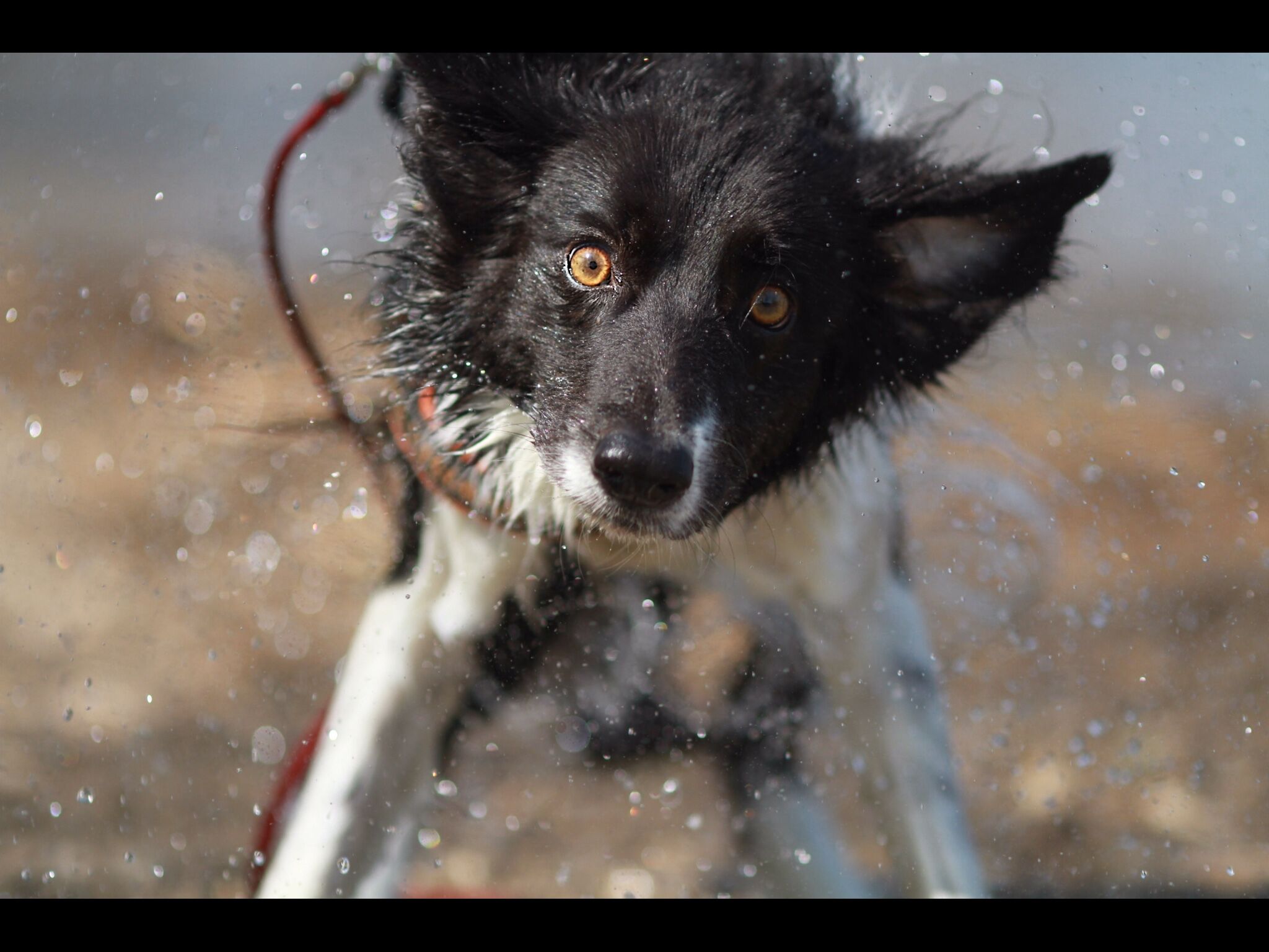 So You Think You Want a Border Collie. – McCann Professional Dog Trainers