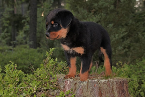 RottPuppy