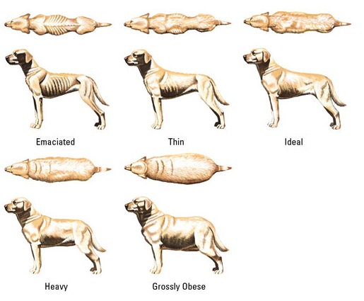 Is My Dog Overweight?